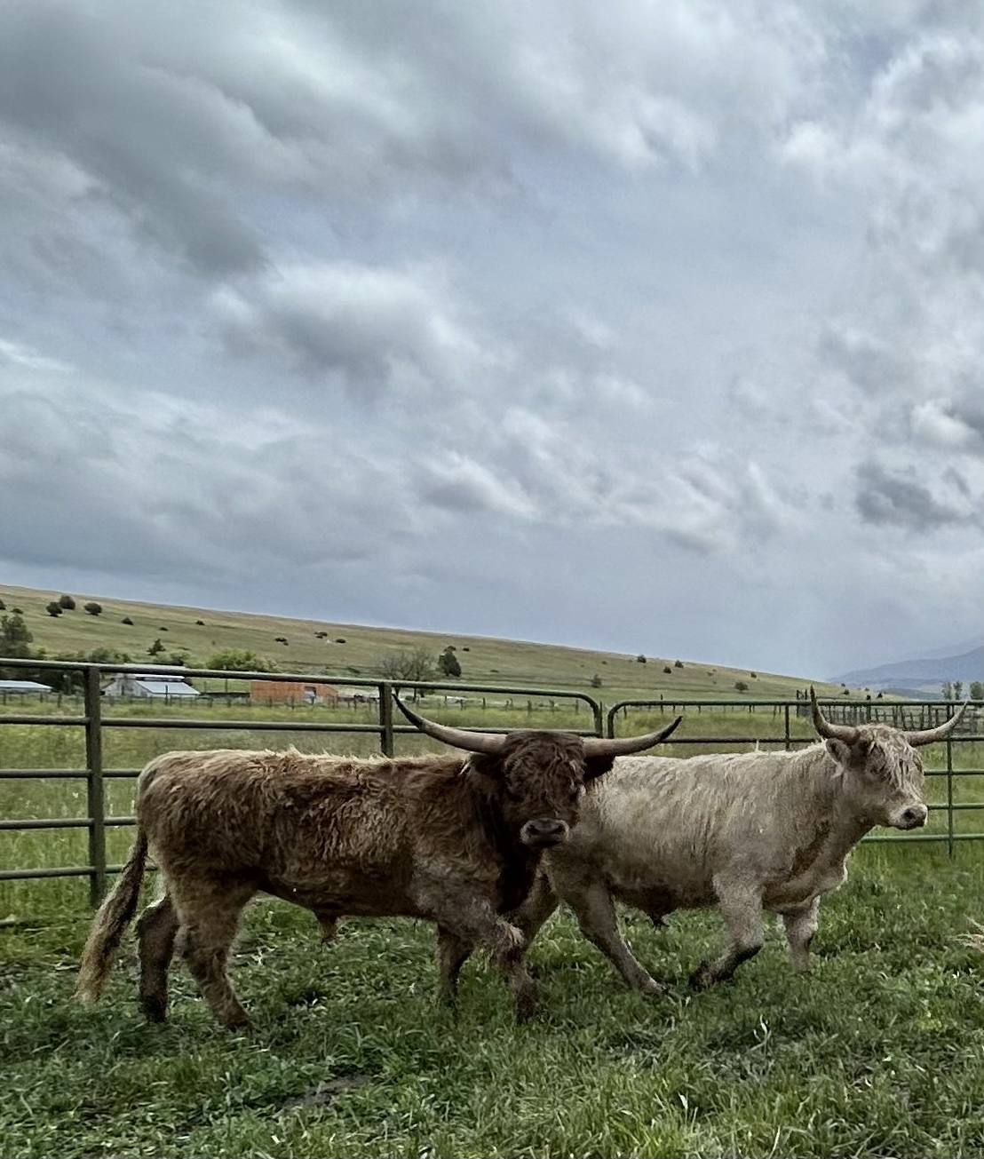 Scottish Highland White Silver Dunne Bull and Dunne Bull